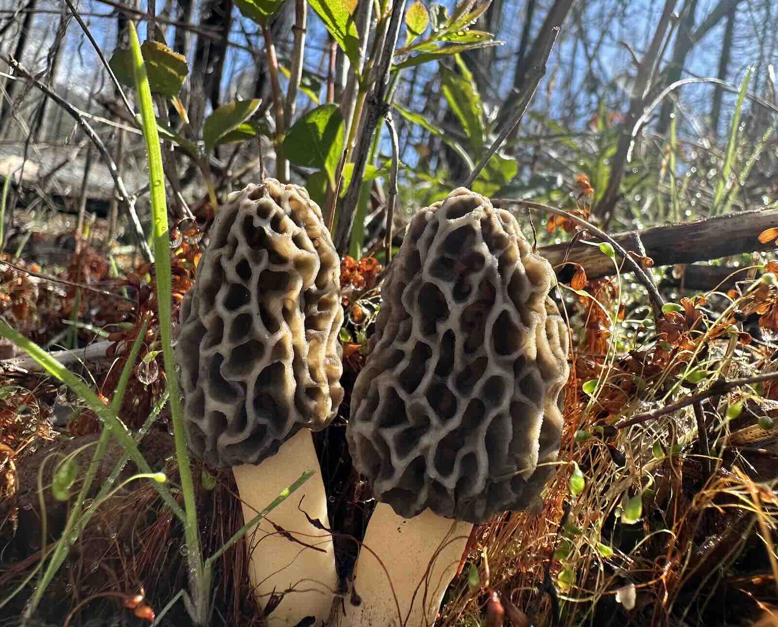 Spring Morels